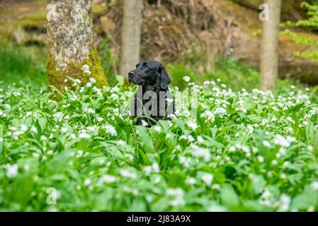 Clitheroe, Lancashire, UK. 12th May, 2022. Six year old Labrador gun dog Jess among the wild garlick coming in to full bloom in woodland in the Forest of Bowland near Clitheroe, Lancashire, UK Credit: John Eveson/Alamy Live News Stock Photo
