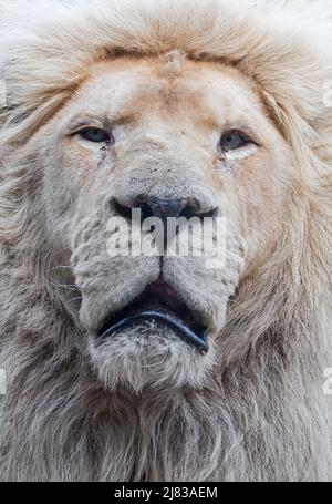 Male leucistic white lion (Panthera leo krugeri) rare morph with a genetic condition called leucism that is caused by a double recessive allele Stock Photo