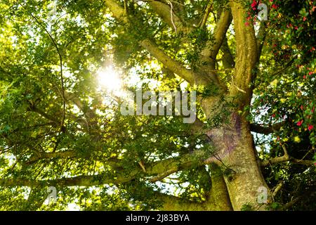 Low angle scenic view of sunlight streaming through lush tree growing in park Stock Photo