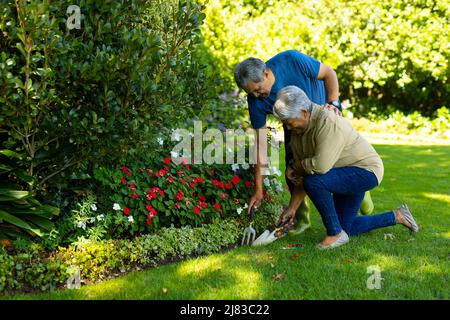 Biracial senior woman with senior man holding trowel and fork tools while gardening plants in yard Stock Photo
