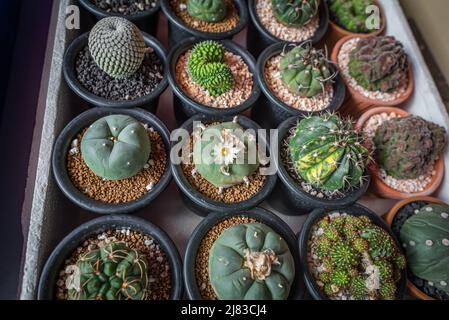 Lophophora williamsii blooms among other cacti on the tray in a plant shop. That cactus is known as peyote which contains mescaline. Stock Photo