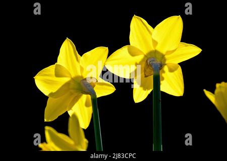 Daffodils (narcissus), back lit close up of two plants in full flower growing on the sunlit side of a shallow valley, shot against a dark background. Stock Photo