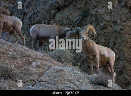 Sierra Nevada bighorn sheep forage the high desert in winter at the Sand to Snow National Monument near Palm Springs, California. Stock Photo