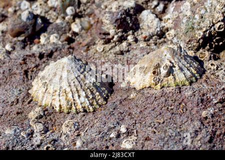 Close up of two limpets (patella vulgata) attached to a red sandstone rock on the beach at low tide. Stock Photo