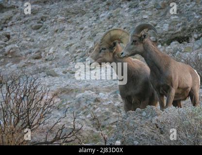 A pair of bighorn sheep forage the high desert in winter at the Sand to Snow National Monument near Palm Springs, California. Stock Photo