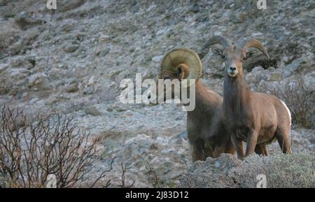 A pair of bighorn sheep forage the high desert in winter at the Sand to Snow National Monument near Palm Springs, California. Stock Photo