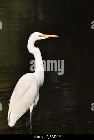 The great egret, Ardea albam, common egret, large egret, great white egret. great white heron, shot in early morning in India Stock Photo