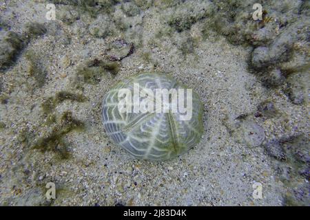 Sea Biscuit underwater in the Atlantic Ocean off of the coast of the Bahamas. Stock Photo