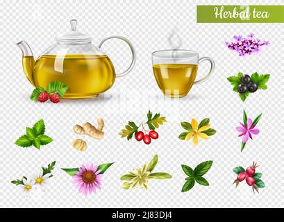 Realistic cup and pot of hot herbal tea various herbs and flowers isolated on transparent background vector illustration Stock Vector