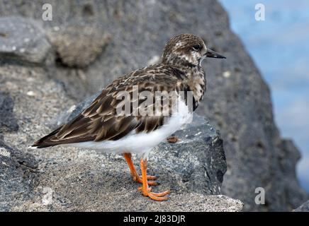 Ruddy Turnstone Bird perched on rock in Lanzarote. Stock Photo