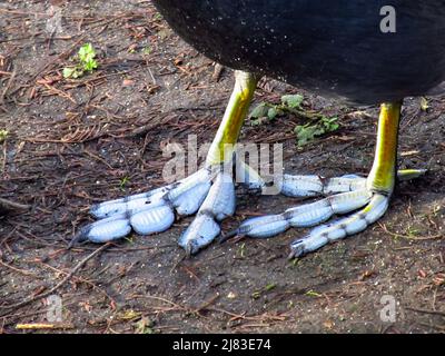 Close-up of the lobed and webbed feet of a common coot, Fulica atra, out of the water. Stock Photo