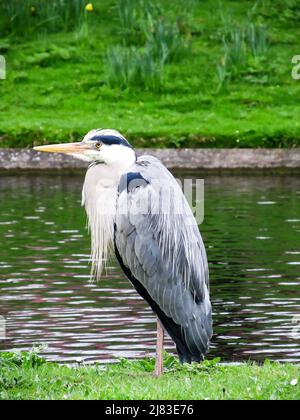 A common grey heron, Ardea Cinerea, sitting, on the edge of a small ornamental pond in southern England Stock Photo