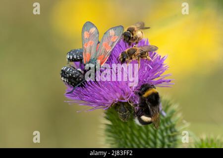 Insect diversity, yellow-legged furrow bee (Halictus scabiosae), bumblebee (Bombus) six-spot burnet (Zygaena filipendulae), weeping rose beetle Stock Photo