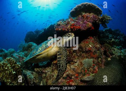 Gruene Meeresschildkroete (Chelonia Mydas) rastet im Korallenriff, Sipadan, Sabah, Malaysia Gruene Meeresschildkroete (Chelonia Mydas) rastet im Korallenriff, Sipadan, Sabah, Malaysia