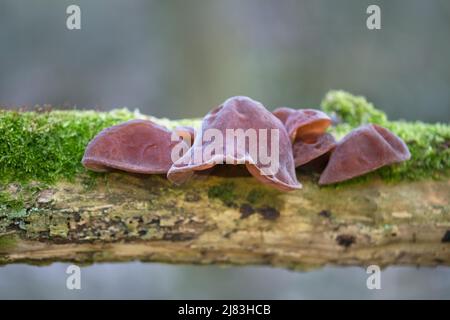 Judas ear (Auricularia auricula-judae), fungus growing together with moss on dead wood, Velbert, North Rhine-Westphalia, Germany Stock Photo