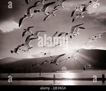 1970s FLOCK OF SEA GULL FLYING OVER BAY AT SUNSET WITH DOCK AND MOUNTAINS ON HORIZON - b25741 HAR001 HARS SUNBURST WILDLIFE WINGED BIPEDAL BLACK AND WHITE EGG-LAYING GULL HAR001 OLD FASHIONED Stock Photo