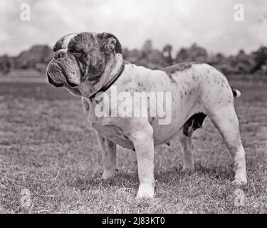 French Bulldog Breeders Bulldog Association Ioeba Registered Olde