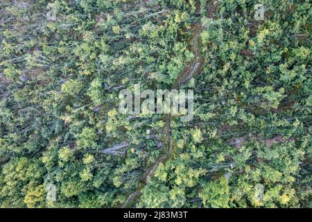 Luftaufnahme, umgefallene Baumstaemme in einem Wald, Bayern, Deutschland Stock Photo