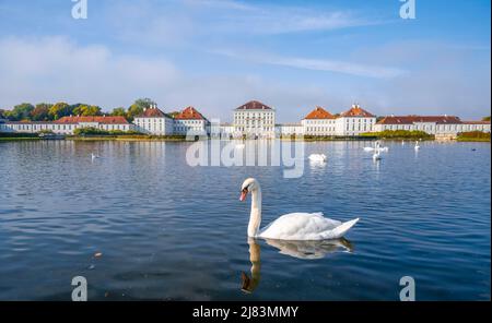 Swans swimming in front of Nymphenburg Palace, Palace Garden, Munich, Bavaria, Germany Stock Photo