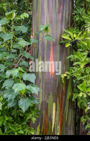 Farbige Rinde des Regenbogen Eukalyptus (Eucalyptus Deglupta), Maui, Hawaii, USA Stock Photo