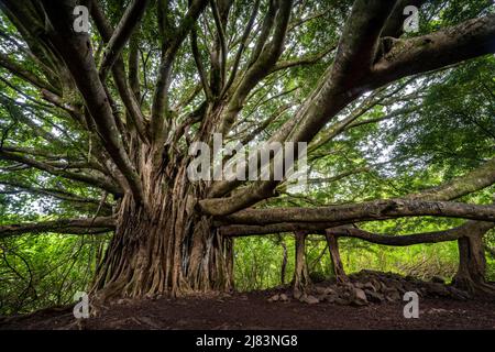 Bengalischer Feigenbaum, Banyan-Tree (Ficus benghalensis) Haleakala Nationalpark, Maui, Hawaii, USA Stock Photo