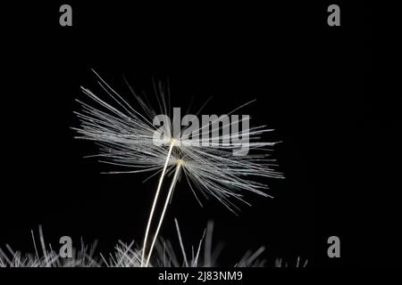Seed umbrella of a common dandelion (Taraxacum sect. Ruderalia), studio photograph with black background Stock Photo
