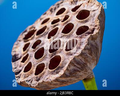 Close up of dried seed pod from a sacred lotus, Nelumbo, in a lily pond with a blue sky behind it. The seedpod, while very different from the sacred l Stock Photo