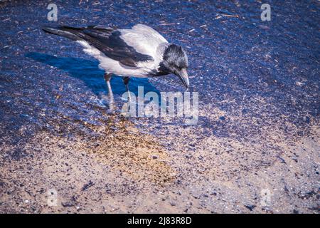 The hooded crow Corvus cornix on a seaside. Single bird standing in the foam on the side of a beach looking to the side. Plenty copy space. Plain wate Stock Photo