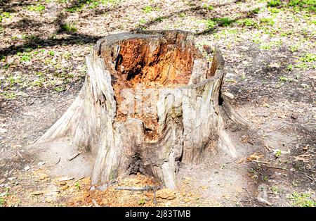 Old large stump at the city park in summer Stock Photo