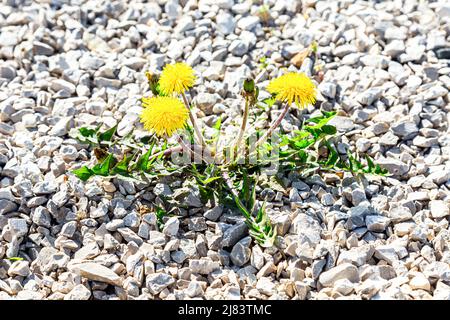 Yellow dandelions flowers growing on the rocky ground in summer Stock Photo