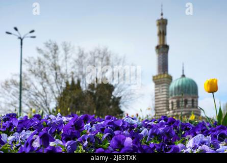 Potsdam, Germany. 25th Apr, 2022. A bed of purple pansies and a yellow tulip is planted across from Sanssouci's historic steam engine house (pump house). Credit: Soeren Stache/dpa/Alamy Live News Stock Photo