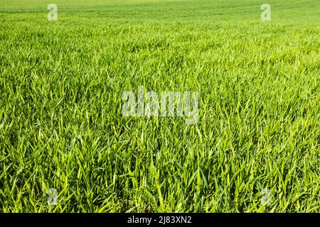 Green lawn freshly grass texture background Stock Photo