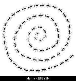 A path of ants running. View from above. Trail ants spiral. Stock Vector
