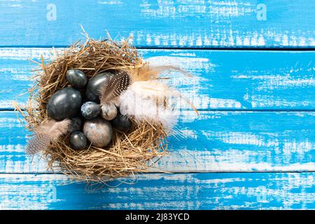 Marble blue Easter eggs in bird nest with feathers and spring flowers on blue background . Stock Photo