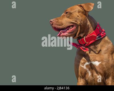 Lovable, pretty brown puppy. Close-up, indoors, studio photo. Day light. Concept of care, education, obedience training and raising pets Stock Photo