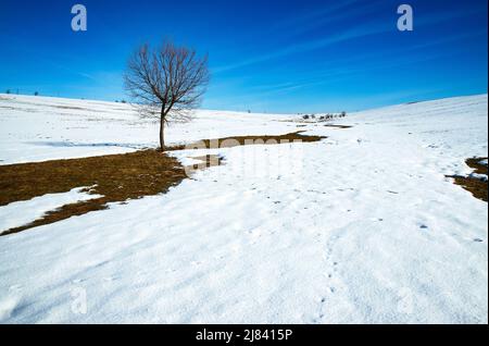 seasonal landscape background winter on a large meadow with a tree Stock Photo