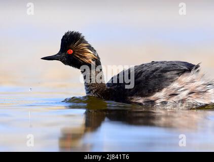 A Eared Grebe also known as a Black-necked grebe in breeding plumage during spring at Seedskadee National Wildlife Refugee in Sweetwater County, Wyoming. Stock Photo