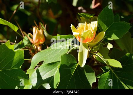 Flor del árbol de las tulipas , Liriodendron tulipifera, en primavera Stock Photo