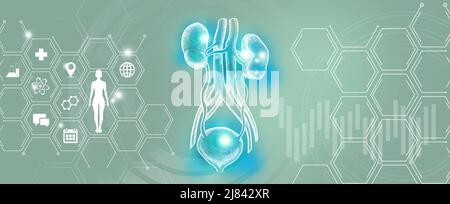 Human internal organ kidneys disease research and recovery. Turquoise template palette, copy space for text. Stock Photo