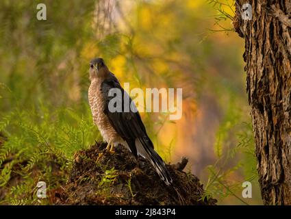 Perched coopers hawk with lush background Stock Photo
