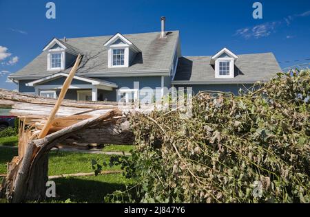 Fallen Populus - Poplar tree in front yard of home after windstorm in summer. Stock Photo