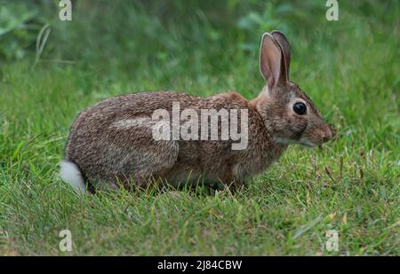 Eastern Cottontail Rabbit, foraging for food, lawn, E USA, by Skip Moody/Dembinsky Photo Assoc Stock Photo