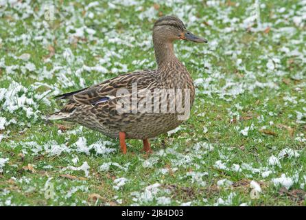 Mallard Duck (Anas platyrhynchos), female, late Winter, E USA, by Skip Moody/Dembinsky Photo Assoc Stock Photo