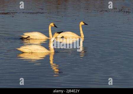 Trumpeter Swan Trio in the Golden Hour Light Stock Photo