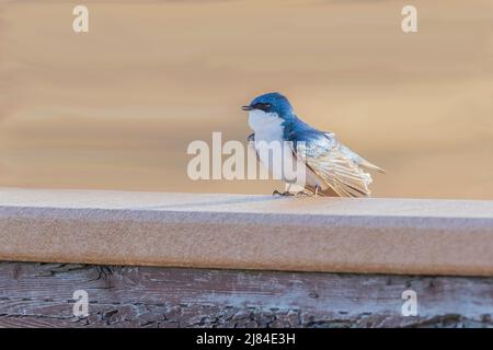 A Tree Swallow in Alaska Stock Photo