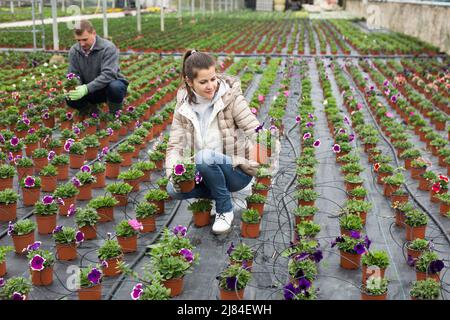 Hired workers engaged in cultivation of plants of petunia in greenhouse Stock Photo