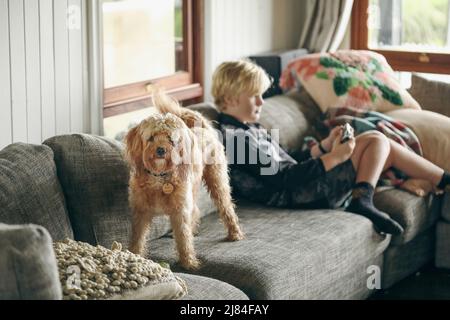 Young Cavoodle toy poodle dog standing on sofa with boy playing video games in background Stock Photo
