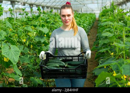 Female farmer carrying box with cucumbers Stock Photo