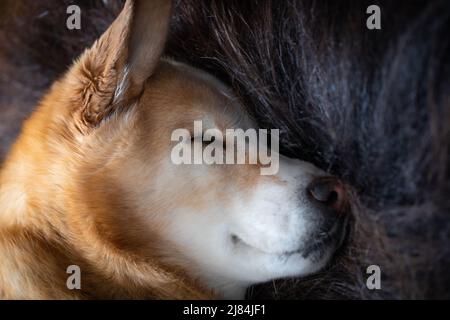 Close-up of a sleeping yellow Labrador Retriever dog lying on a long-haired rug of muskox, Arviat, Nunavut Canada Stock Photo