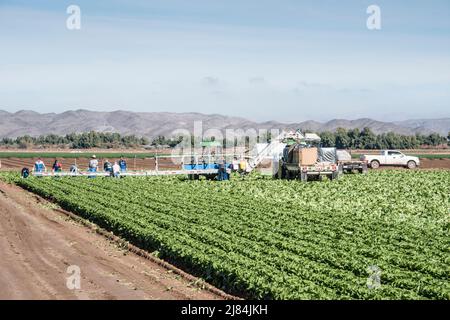 A crew of migrant farm workers actively harvesting lettuce from a flood irrigated field near Yuma, Arizona, USA Stock Photo